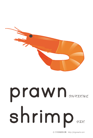 英語絵カード「shrimp/えび」