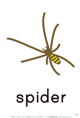 英語絵カード　「spider/くも」