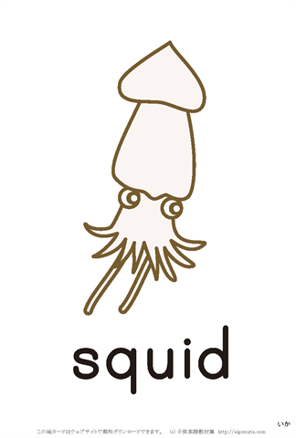 英語絵カード「squid/いか」