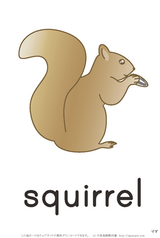 英語絵カード　「squirrel/りす」