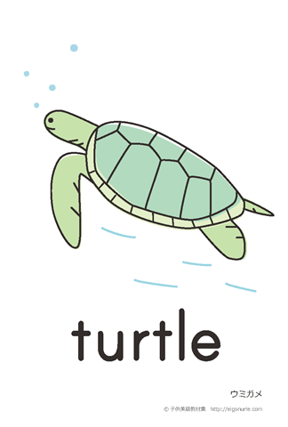 英語絵カード「turtle/ウミガメ」