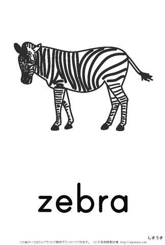 英語絵カード　「zebra/しまうま」