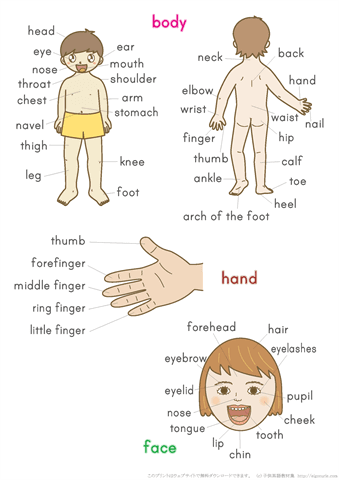 英語絵カード　「体・顔・手指の名前」　【A4】