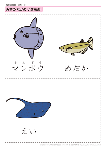 水中の生き物　絵カード -9