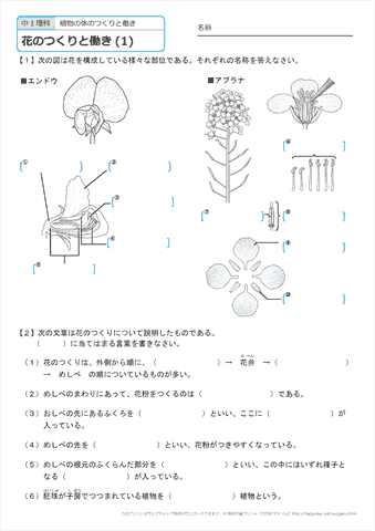 画像をダウンロード理科中1 植物 ニーアオートマタ壁紙